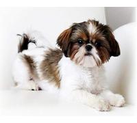 COKYIS Kit Broderie Point de Croix Compté shih tzu animal DIY débutant canevas point de croix kit 11CT toile pré-imprimé noel décoration de la maison,40x50cm
