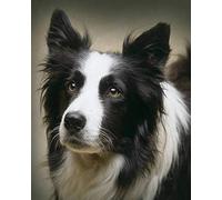 COKYIS Point de Croix Canevas Kit Adulte border collie 11CT Kits de point de croix de démarrage de broderie pré-imprimés pour les débutants décoration murale,40x50cm