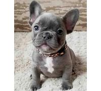 COKYIS Point de Croix Canevas Kit Adulte Bulldog français 11CT Kits de point de croix de démarrage de broderie pré-imprimés pour les débutants décoration murale,40x50cm