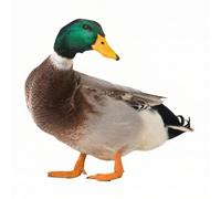Colcolo en Forme Canard | Impreion Face, Résistant Contre Intempéries, Décoratif en Forme Canard, pr Pelse, A