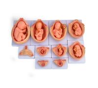 Colcolo Kit Éducatif Modèle Croissance Prénatale en 10 Pièces avec Détails Internes Peints pour Cours d'Anatomie et Présentation Médicale sur Socle Base Individuel