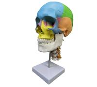 Colcolo Modèle de Tête Humaine Anatomique Crâne Crânien Maquette Structure Osseuse Support d'Enseignement en Pvc avec Détails de Sutures et Reliefs Réalistes, 欧美彩头带颈椎