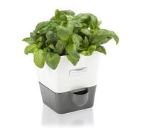 Cole & Mason | H105349 | Burwell Pot à Herbes Aromatiques avec Système D'irrigation Auto-Arrosage | Place pour 1 Pot | Blanc/Gris | 13,8 cm x 13,5 cm x 13,2 cm