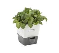 Cole & Mason | H105349 | Burwell Pot à Herbes Aromatiques avec Système D'irrigation Auto-Arrosage | Place pour 1 Pot | Blanc/Gris | 13,8 cm x 13,5 cm x 13,2 cm