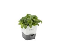 Cole & Mason Pot d'herbes aromatiques avec arrosage automatique - simple