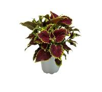 Coléus - Plante Naturelle d’Intérieur et d’Extérieur - Feuillage aux Couleurs Vives - Idéale pour Jardin, Terrasse ou Décoration Intérieure