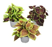 Coleus - Plante ortie - Mélange de 3 - Pot 13cm - Hauteur 25-40cm