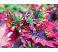 Coleus Rococco, Plectranthe fausse-scutellaire