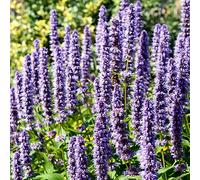 Colibri Menthe Graines - Agastache Mexicana