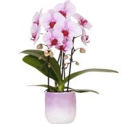 Colibri Orchidées | Orchidée rose Niagara Falls + Gradience Pot de fleurs rose - Taille du pot Ø9cm | Plante d'intérieur à fleurs - Frais de l'horticulteur