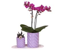 Colibri Orchids | Coffret cadeau Optimisme Petit violet | Plante verte avec orchidée Phalaenopsis orange dans des pots de plantes ornementales Candy sur plateau organique blanc