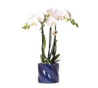 Colibri Orchids | Orchidée Amabilis blanche + pot à bonbons bleu - Taille du pot Ø 9 cm | Plante d'intérieur à fleurs - Fraîcheur du cultivateur