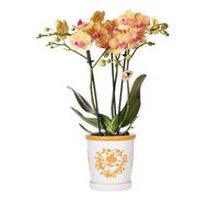 Colibri Orchids | Orchidée orange Jamaica + Malaga Pot décoratif Orange - Taille du pot Ø 9 cm | Plante d'intérieur fleurie - Fraîcheur du cultivateur