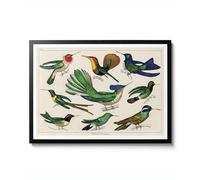 Colibri par Oliver Goldsmith, impression zoologique vintage, illustration d'oiseau, décoration murale, cadeau idéal pour la maison, poster 1826, poster d'archivage mat, A1 (encadré) - 84,1 x 59,4 cm