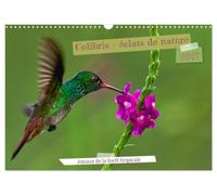Colibris - éclats de nature (Calendrier mural 2027 DIN A3 vertical), CALVENDO calendrier mensuel: Joyaux de la forêt tropicale