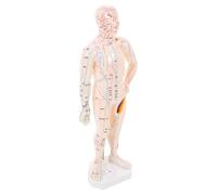 COLLBATH Modèle Acupuncture Corps Humain Réaliste Naturelle avec Points Méridiens pour Formation Massage et Thérapie Acupoint