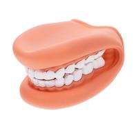 COLLBATH Modèle Pédagogique Réaliste pour Démonstration Du Brossage des Dents Outil Éducatif Portable pour Écoles et Cabinets Favorise les Bonnes Habitudes Bucco-dentaires Chez Garçon