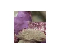 Colle Aquarium Systems Epoxy Violet TU
