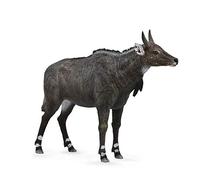 Collecta 88764 - Nilgauantilope