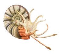 Collecta animal de jeu Pleuroceras 11,9 cm plastique ABS blanc Blanc G