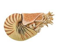 Collecta Figurine Préhistoire Nautilus Pompilius 10 x 6,5 cm ABS Beige