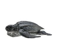 Collecta Col88680 Tortue luth Taille M