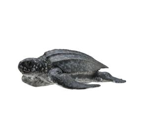 Collecta - Col88680 - Tortue Luth - Taille M