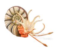 Collecta – Jeu Pleuroceras (Ammonite) – Plastique ABS blanc – 11,9 cm – Junior unisexe