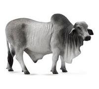 Byk brahman