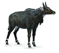 Collecta Nilgai Animal Toy