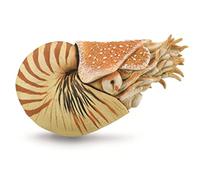 Collecta Figurine Préhistoire Nautilus Pompilius 10 x 6,5 cm ABS Beige
