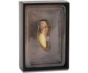 Collecta prehistorieDent en T-Rex 11,5 cm brun clair Marron clair G