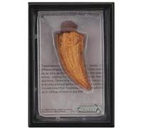 Collecta prehistorieDent en T-Rex 11,5 cm orange Orange G