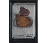 Collecta prehistoriePlat dorsal Stegosaurus 11,5 cm brun clair Marron clair G