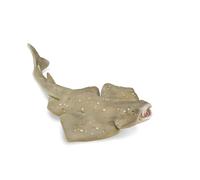 Collecta - Requin Ange - Figurine à Collectionner - Taille M - (Deqube 90188999)