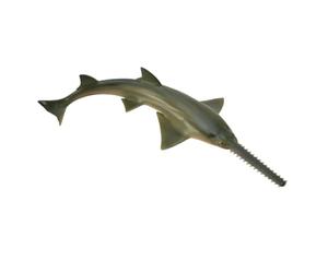 Collecta Sawfish