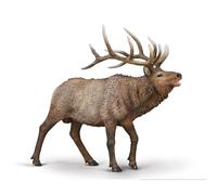CollectA Wapiti (wapiti) - Animaux et figurines réalistes peints à la main, modèles d'animaux sauvages, cadeaux d'animaux sauvages pour les tout-petits et les enfants, à partir de 3 ans