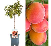 Collection d'arbres fruitiers pour patio | Fruits variés | Idéal pour petits jardins | 2-3 pieds