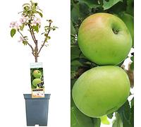 Collection d'arbres fruitiers pour patio | Fruits variés | Idéal pour petits jardins | 2-3 pieds