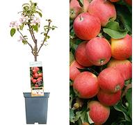 Collection d'arbres fruitiers pour patio | Fruits variés | Idéal pour petits jardins | 2-3 pieds