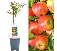 Collection d'arbres fruitiers pour patio | Fruits variés | Idéal pour petits jardins | 2-3 pieds