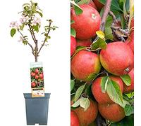 Collection d'arbres fruitiers pour patio | Fruits variés | Idéal pour petits jardins | 2-3 pieds