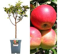 Collection d'arbres fruitiers pour patio | Fruits variés | Idéal pour petits jardins | 2-3 pieds