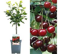 Collection d'arbres fruitiers pour patio | Fruits variés | Idéal pour petits jardins | 2-3 pieds