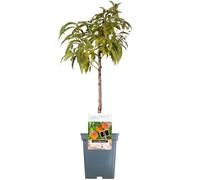 Collection d'arbres fruitiers pour patio | Fruits variés | Idéal pour petits jardins | 2-3 pieds