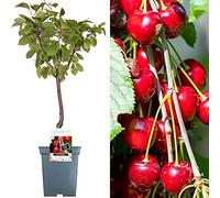 Collection d'arbres fruitiers pour patio | Fruits variés | Idéal pour petits jardins | 2-3 pieds