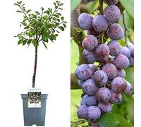 Collection d'arbres fruitiers pour patio | Fruits variés | Idéal pour petits jardins | 2-3 pieds