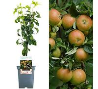 Collection d'arbres fruitiers pour patio | Fruits variés | Idéal pour petits jardins | 2-3 pieds