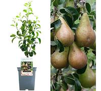 Collection d'arbres fruitiers pour patio | Fruits variés | Idéal pour petits jardins | 2-3 pieds