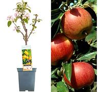 Collection d'arbres fruitiers pour patio | Fruits variés | Idéal pour petits jardins | 2-3 pieds